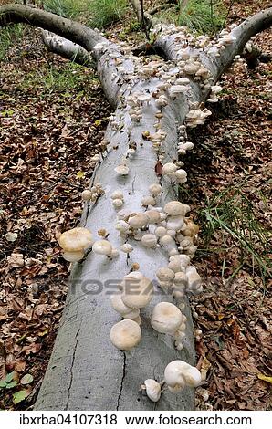 Porcelain fungus (Oudemansiella mucida) on beech deadwood (Fagus sylvatica) in Darsser Forest, Western Pomerania Lagoon Area National Park, Mecklenburg-Western Pomerania, Germany, Europe View Large Photo Image Stock Photo - Porcelain fungus (Oudemansiella mucida) on beech deadwood (Fagus sylvatica) in Darsser Forest, Western Pomerania Lagoon Area National Park, Mecklenburg-Western Pomerania, Germany, Europe. Fotosearch