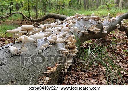 Porcelain fungus (Oudemansiella mucida) on beech deadwood (Fagus sylvatica) in Darsser Forest, Western Pomerania Lagoon Area National Park, Mecklenburg-Western Pomerania, Germany, Europe View Large Photo Image Stock Photo - Porcelain fungus (Oudemansiella mucida) on beech deadwood (Fagus sylvatica) in Darsser Forest, Western Pomerania Lagoon Area National Park, Mecklenburg-Western Pomerania, Germany, Europe. Fotosearch
