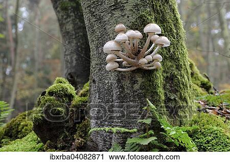 Porcelain Fungus (Oudemansiella mucida), at the foot of the trunk of a beech tree, Darss, Western Pomerania Lagoon Area National Park, Mecklenburg-Western Pomerania, Germany, Europe View Large Photo Image Stock Image - Porcelain Fungus (Oudemansiella mucida), at the foot of the trunk of a beech tree, Darss, Western Pomerania Lagoon Area National Park, Mecklenburg-Western Pomerania, Germany, Europe. Fotosearch