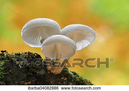 Porcelain Fungus (Oudemansiella mucida), Darss, Western Pomerania Lagoon Area National Park, Mecklenburg-Western Pomerania, Germany, Europe View Large Photo Image Stock Photograph - Porcelain Fungus (Oudemansiella mucida), Darss, Western Pomerania Lagoon Area National Park, Mecklenburg-Western Pomerania, Germany, Europe. Fotosearch