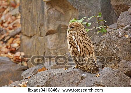 Portrait of a Brown Fish Owl (Ketupa zeylonensis) perched on a rock in Ranthambore, Rajasthan, India, Asia View Large Photo Image Stock Photo - Portrait of a Brown Fish Owl (Ketupa zeylonensis) perched on a rock in Ranthambore, Rajasthan, India, Asia. Fotosearch