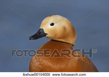 Portrait of a Ruddy Shelduck (Tadorna ferruginea) Zugersee, Zug, Switzerland, Europe View Large Photo Image Stock Photography - Portrait of a Ruddy Shelduck (Tadorna ferruginea) Zugersee, Zug, Switzerland, Europe. Fotosearch