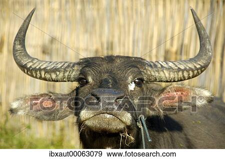 Portrait water buffalo Muang Khong Si Phan Don Laos View Large Photo Image Stock Photo - Portrait water buffalo Muang Khong Si Phan Don Laos. Fotosearch