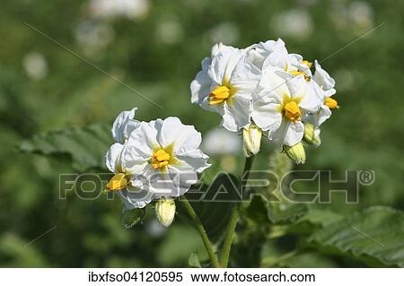 Potato plant (Solanum tuberosum), flowering, Thuringia, Germany, Europe View Large Photo Image Stock Photography - Potato plant (Solanum tuberosum), flowering, Thuringia, Germany, Europe. Fotosearch