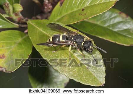 Stock Photo - Potter Wasp (Ancistrocerus nigricornis), Baden-Wurttemberg, Germany, Europe. Fotosearch