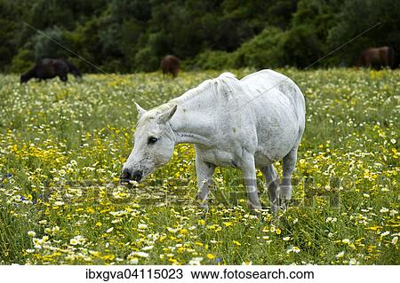 Pregnant Arabian mare grazing on a flower-covered meadow, Andalucia, Spain, Europe View Large Photo Image Stock Image - Pregnant Arabian mare grazing on a flower-covered meadow, Andalucia, Spain, Europe. Fotosearch