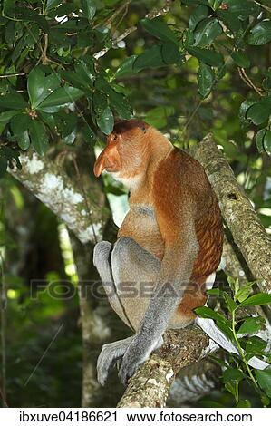 Proboscis Monkey (Nasalis larvatus), male sitting in a tree in the rain forest, Bako National Park, Sarawak, Borneo, Malaysia, Asia View Large Photo Image Stock Image - Proboscis Monkey (Nasalis larvatus), male sitting in a tree in the rain forest, Bako National Park, Sarawak, Borneo, Malaysia, Asia. Fotosearch