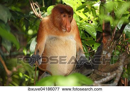 Proboscis Monkey (Nasalis larvatus), male sitting in a tree in the rain forest, Bako National Park, Sarawak, Borneo, Malaysia, Asia View Large Photo Image Stock Photo - Proboscis Monkey (Nasalis larvatus), male sitting in a tree in the rain forest, Bako National Park, Sarawak, Borneo, Malaysia, Asia. Fotosearch