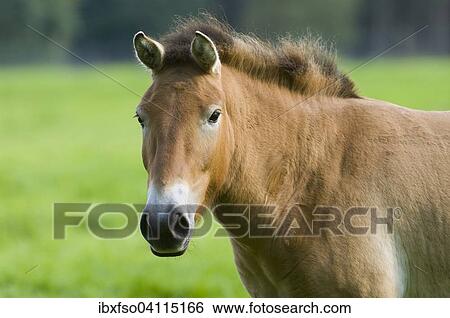 Przewalski's Horse, Dzungarian horse (Equus ferus przewalskii), captive, Hesse, Germany, Europe View Large Photo Image Stock Photograph - Przewalski's Horse, Dzungarian horse (Equus ferus przewalskii), captive, Hesse, Germany, Europe. Fotosearch