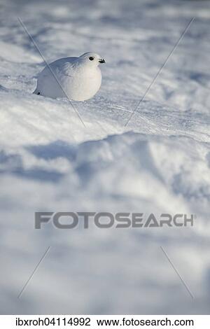 Ptarmigan (Lagopus lagopus) in the snow, winter coat, Dovrefjell- Sunndalsfjella National Park, Norway, Europe View Large Photo Image Stock Image - Ptarmigan (Lagopus lagopus) in the snow, winter coat, Dovrefjell- Sunndalsfjella National Park, Norway, Europe. Fotosearch