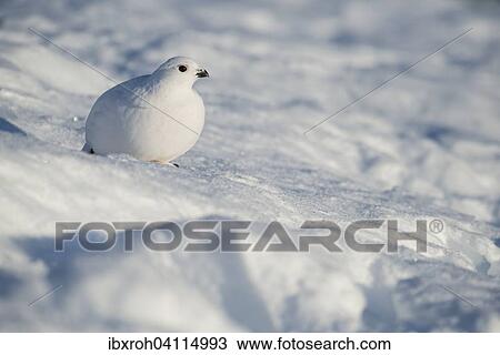 Ptarmigan (Lagopus lagopus) in the snow, winter coat, Dovrefjell- Sunndalsfjella National Park, Norway, Europe View Large Photo Image Stock Image - Ptarmigan (Lagopus lagopus) in the snow, winter coat, Dovrefjell- Sunndalsfjella National Park, Norway, Europe. Fotosearch