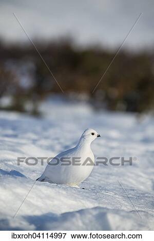 Stock Photo - Ptarmigan (Lagopus lagopus) in the snow, winter coat, Dovrefjell- Sunndalsfjella National Park, Norway, Europe. Fotosearch