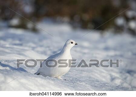 Ptarmigan (Lagopus lagopus) in the snow, winter coat, Dovrefjell- Sunndalsfjella National Park, Norway, Europe View Large Photo Image Stock Photograph - Ptarmigan (Lagopus lagopus) in the snow, winter coat, Dovrefjell- Sunndalsfjella National Park, Norway, Europe. Fotosearch