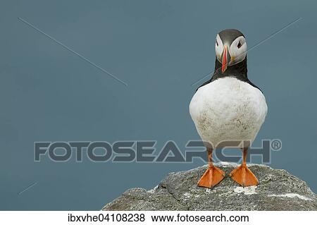 Puffin (Fratercula arctica) on a rock, Runde bird island, Norway, Europe View Large Photo Image Stock Photo - Puffin (Fratercula arctica) on a rock, Runde bird island, Norway, Europe. Fotosearch