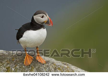 Stock Image - Puffin (Fratercula arctica), Runde bird island, Norway, Europe. Fotosearch