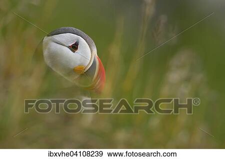 Stock Photo - Puffin (Fratercula arctica) side portrait, Runde bird island, Norway, Europe. Fotosearch