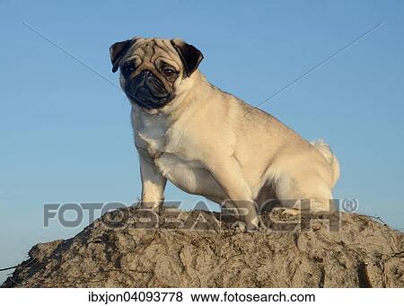 Pug against blue sky, Sweden, Europe View Large Photo Image Stock Photo - Pug against blue sky, Sweden, Europe. Fotosearch