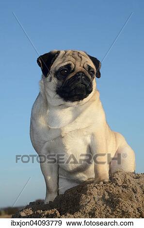 Pug against blue sky, Sweden, Europe View Large Photo Image Stock Photo - Pug against blue sky, Sweden, Europe. Fotosearch