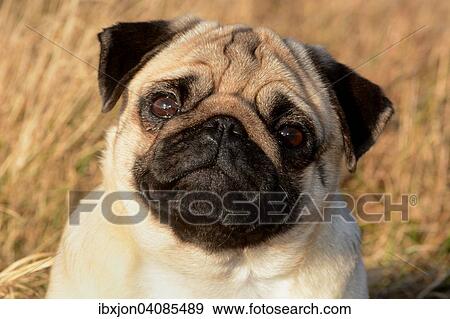Pug among dry grass, Sweden, Europe View Large Photo Image Stock Photo - Pug among dry grass, Sweden, Europe. Fotosearch