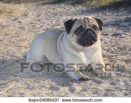 Pug lying on sand, Sweden, Europe View Large Photo Image Stock Photo - Pug lying on sand, Sweden, Europe. Fotosearch