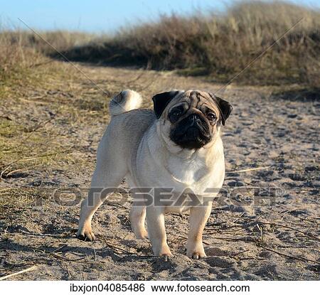 Pug on sandy path, Ystad, Sweden, Europe View Large Photo Image Stock Photograph - Pug on sandy path, Ystad, Sweden, Europe. Fotosearch