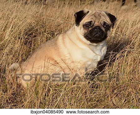 Pug sitting among dry grass, Sweden, Europe View Large Photo Image Stock Image - Pug sitting among dry grass, Sweden, Europe. Fotosearch