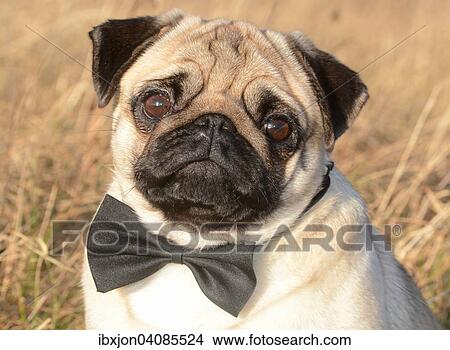 Pug with bow tie among dry grass, Sweden, Europe View Large Photo Image Picture - Pug with bow tie among dry grass, Sweden, Europe. Fotosearch