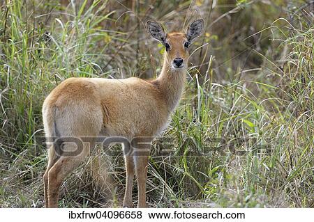 Puku (Kobus vardonii), female, browsing, South Luangwa National Park, Zambia, Africa View Large Photo Image Stock Photo - Puku (Kobus vardonii), female, browsing, South Luangwa National Park, Zambia, Africa. Fotosearch