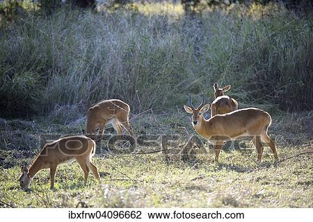 Stock Image - Pukus (Kobus vardonii), group, browsing, South Luangwa National Park, Zambia, Africa. Fotosearch