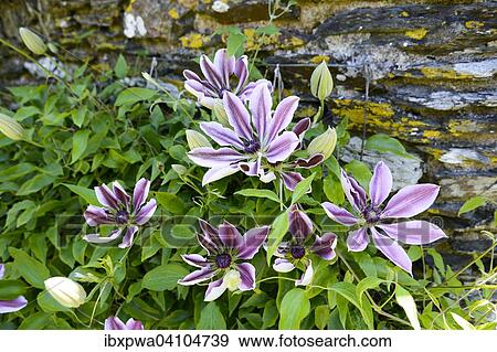 Purple clematis (Clematis), Devon, United Kingdom, Europe View Large Photo Image Stock Photo - Purple clematis (Clematis), Devon, United Kingdom, Europe. Fotosearch