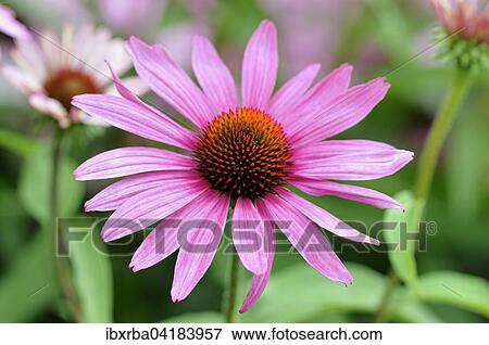 Purple coneflower (Echinacea purpurea), North Rhine-Westphalia, Germany, Europe View Large Photo Image Stock Photo - Purple coneflower (Echinacea purpurea), North Rhine-Westphalia, Germany, Europe. Fotosearch