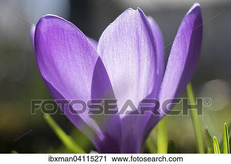 Purple crocus (Crocus) flower, Bavaria, Germany, Europe View Large Photo Image Stock Image - Purple crocus (Crocus) flower, Bavaria, Germany, Europe. Fotosearch