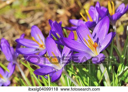 Purple Crocus flowers (Crocus sativa), close-up, Bavaria, Germany, Europe View Large Photo Image Stock Photo - Purple Crocus flowers (Crocus sativa), close-up, Bavaria, Germany, Europe. Fotosearch