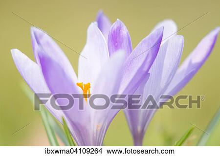 Purple crocuses (Crocus), Germany, Europe View Large Photo Image Picture - Purple crocuses (Crocus), Germany, Europe. Fotosearch