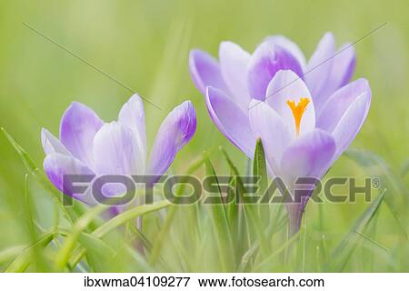 Purple crocuses (Crocus), Germany, Europe View Large Photo Image Stock Photo - Purple crocuses (Crocus), Germany, Europe. Fotosearch