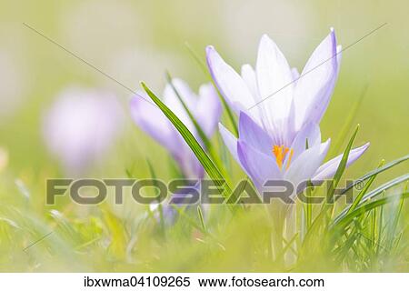 Purple crocuses (Crocus), Germany, Europe View Large Photo Image Stock Photography - Purple crocuses (Crocus), Germany, Europe. Fotosearch