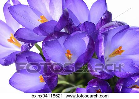Stock Image - Purple Elf crocuses (Crocus tommasinianus), Germany, Europe. Fotosearch