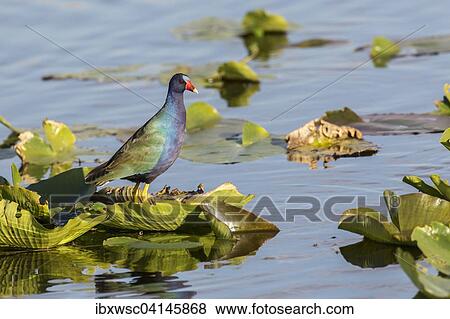 Purple Gallinule (Porphyrio Martinica) on leaf in water, Everglades National Park, Florida, USA View Large Photo Image Stock Photo - Purple Gallinule (Porphyrio Martinica) on leaf in water, Everglades National Park, Florida, USA. Fotosearch