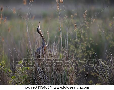Picture - Purple Heron (Ardea purpurea), Baden-Wurttemberg, Germany, Europe. Fotosearch