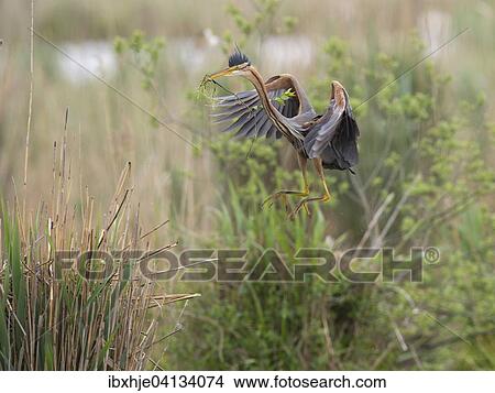 Picture - Purple Heron (Ardea purpurea), Baden-Wurttemberg, Germany, Europe. Fotosearch