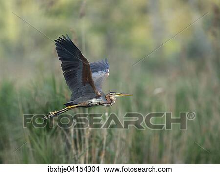 Picture - Purple Heron (Ardea purpurea), Wagbachniederung nature reserve, Baden-Wurttemberg, Germany, Europe. Fotosearch