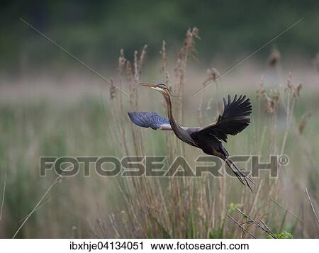 Purple Heron (Ardea purpurea), Baden-Wurttemberg, Germany, Europe View Large Photo Image Stock Image - Purple Heron (Ardea purpurea), Baden-Wurttemberg, Germany, Europe. Fotosearch