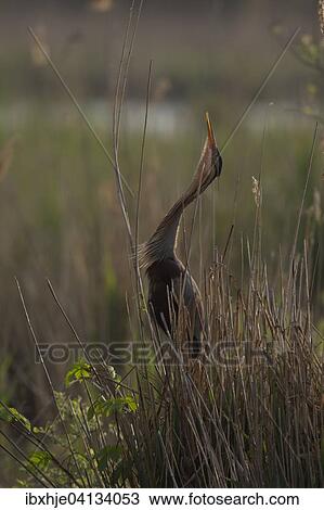 Purple Heron (Ardea purpurea), Baden-Wurttemberg, Germany, Europe View Large Photo Image Stock Image - Purple Heron (Ardea purpurea), Baden-Wurttemberg, Germany, Europe. Fotosearch