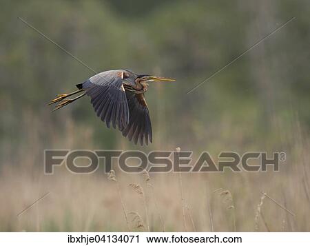 Purple Heron (Ardea purpurea), Baden-Wurttemberg, Germany, Europe View Large Photo Image Stock Image - Purple Heron (Ardea purpurea), Baden-Wurttemberg, Germany, Europe. Fotosearch