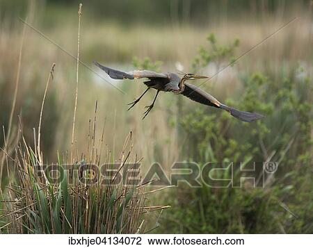 Stock Image - Purple Heron (Ardea purpurea), Baden-Wurttemberg, Germany, Europe. Fotosearch
