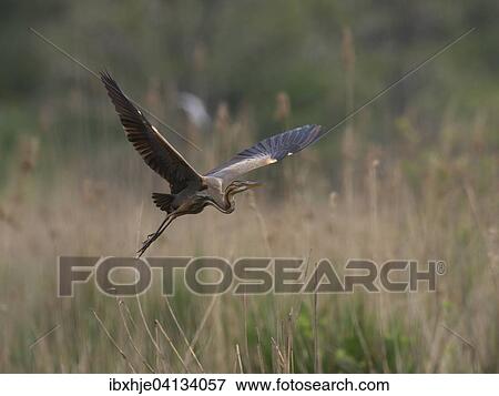 Stock Photo - Purple Heron (Ardea purpurea), Baden-Wurttemberg, Germany, Europe. Fotosearch