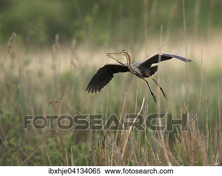Stock Photography - Purple Heron (Ardea purpurea), Baden-Wurttemberg, Germany, Europe. Fotosearch