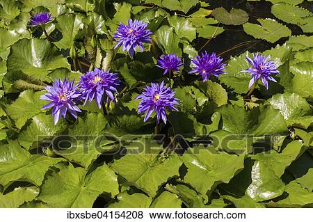 Stock Photo - Purple Lotus flowers (Nelumbo sp. ), Thailand, Asia. Fotosearch