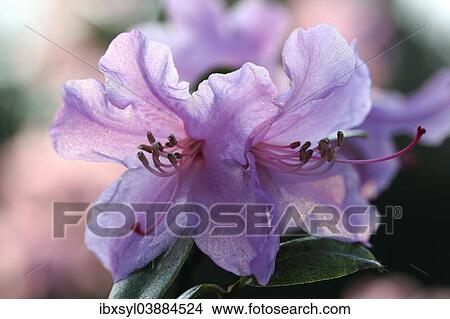 Purple Rhododendron flowers (Rhododendron sp. ), North Rhine-Westphalia, Germany, Europe View Large Photo Image Picture - Purple Rhododendron flowers (Rhododendron sp. ), North Rhine-Westphalia, Germany, Europe. Fotosearch