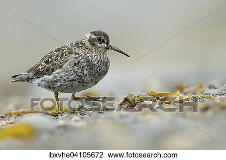 Purple sandpiper (Calidris maritima) on fjord-beach, Longyearbyen, Spitsbergen, Norway, Europe View Large Photo Image Stock Image - Purple sandpiper (Calidris maritima) on fjord-beach, Longyearbyen, Spitsbergen, Norway, Europe. Fotosearch